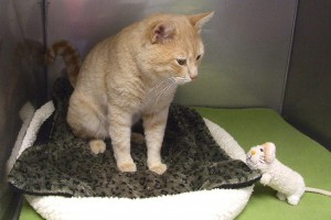 Picture of Jingles