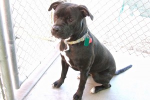 Picture of Kali