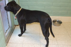 Picture of Kali