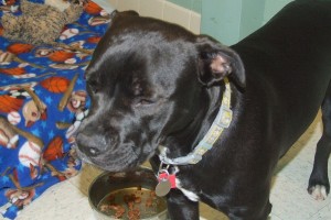 Picture of Kali