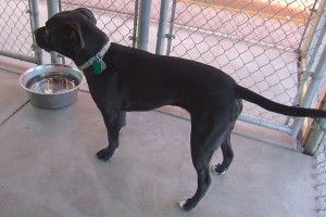 Picture of Kali