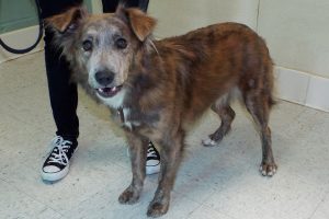 Picture of Lacey