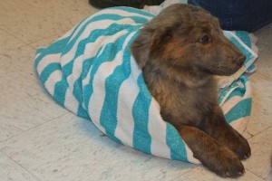 Picture of Lacey