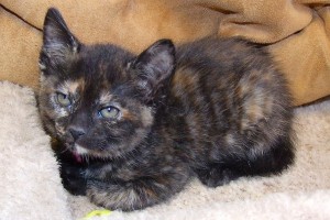 Picture of Morticia