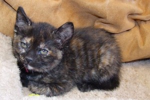 Picture of Morticia