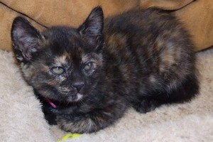 Picture of Morticia