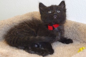 Picture of Payson