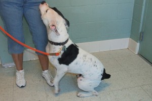 Picture of Petey (CGC)