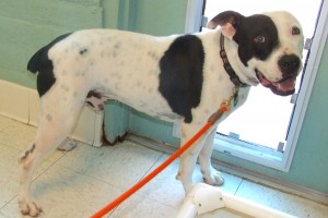 Picture of Petey (CGC)