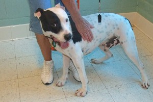 Picture of Petey (CGC)