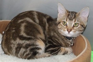 Picture of Cleocatra