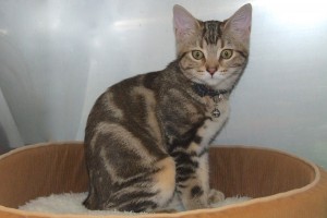 Picture of Cleocatra