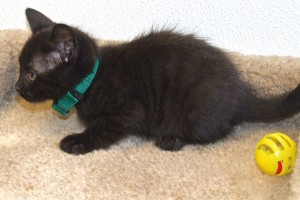 Picture of Pugsley