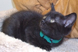 Picture of Pugsley