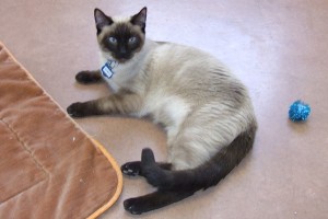 Picture of Romeo