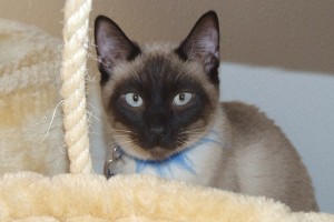 Picture of Romeo