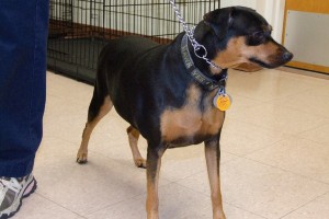 Picture of Snickers