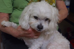 Picture of Snuggles
