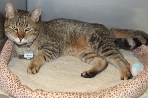 Picture of Penelope