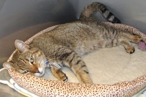 Picture of Penelope