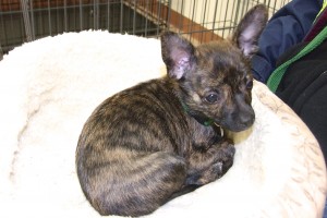 Picture of Toby Boy