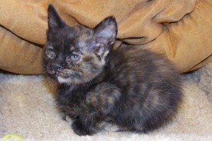 Picture of Wednesday