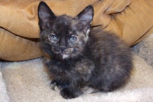 Picture of Wednesday