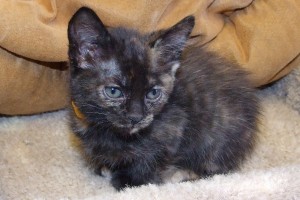 Picture of Wednesday
