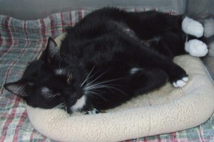 Picture of Bashful