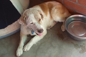 Picture of Bernard