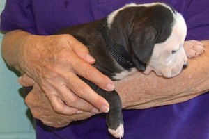 Picture of Blarney