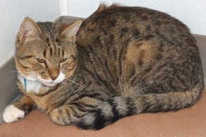 Picture of Bob
