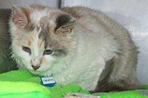 Picture of Caramel