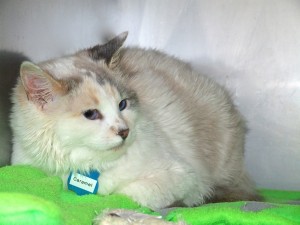Picture of Caramel