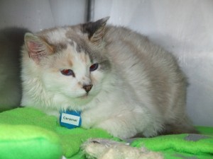 Picture of Caramel