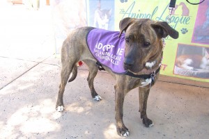 Picture of Cheyenne