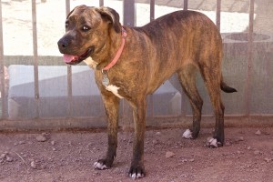 Picture of Cheyenne