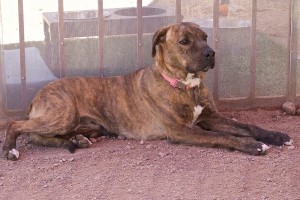 Picture of Cheyenne