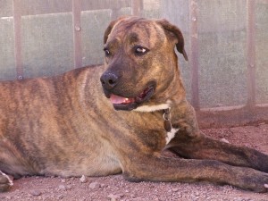 Picture of Cheyenne