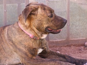 Picture of Cheyenne