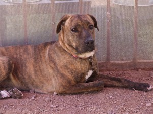 Picture of Cheyenne