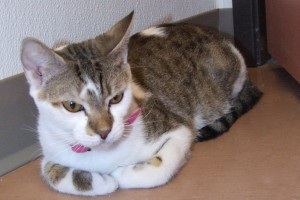 Picture of Cleo