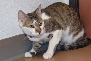 Picture of Cleo