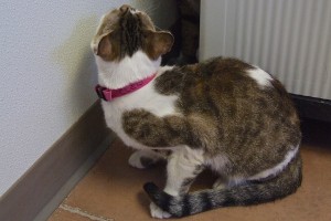 Picture of Cleo