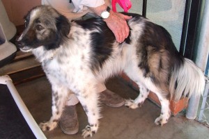 Picture of Cookie