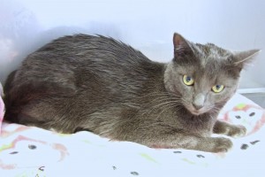 Picture of Gracie