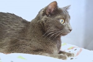 Picture of Gracie