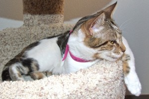 Picture of Diamond