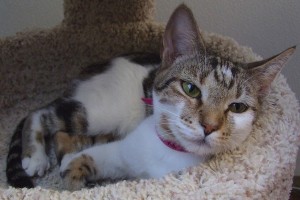 Picture of Diamond