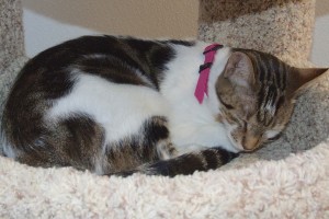 Picture of Diamond